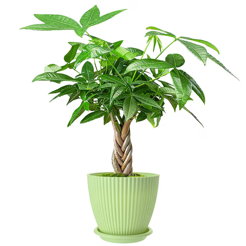 Planter - Green - Braided Money Tree